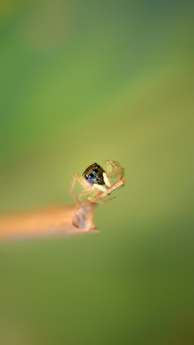 A drop of water sitting on top of a leaf