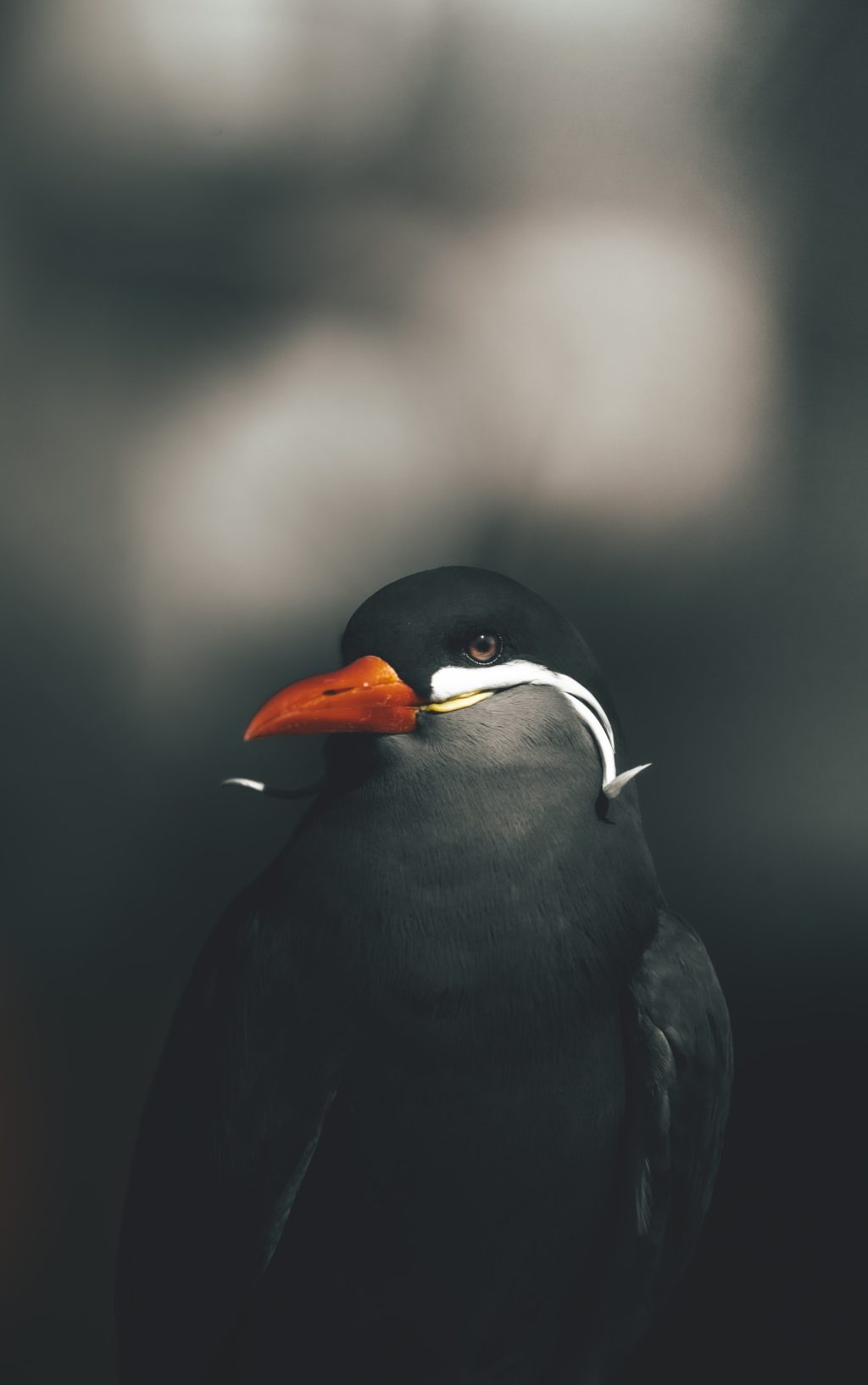 black bird wildlife portrait