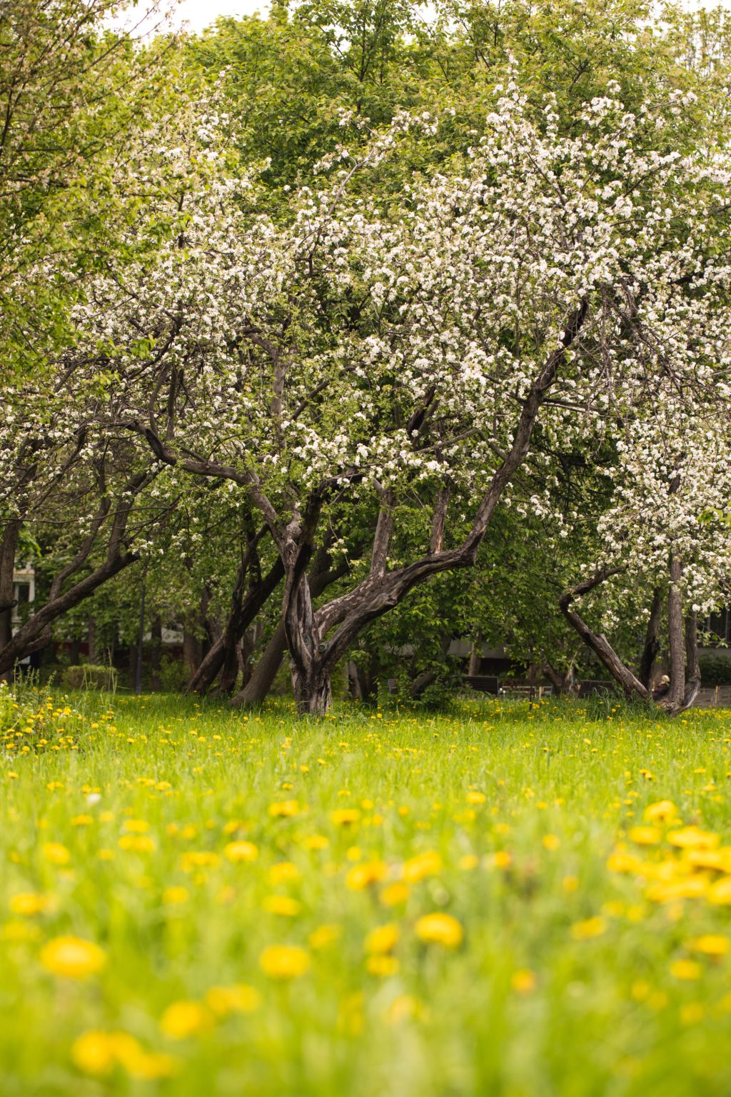 trees and meadow spring