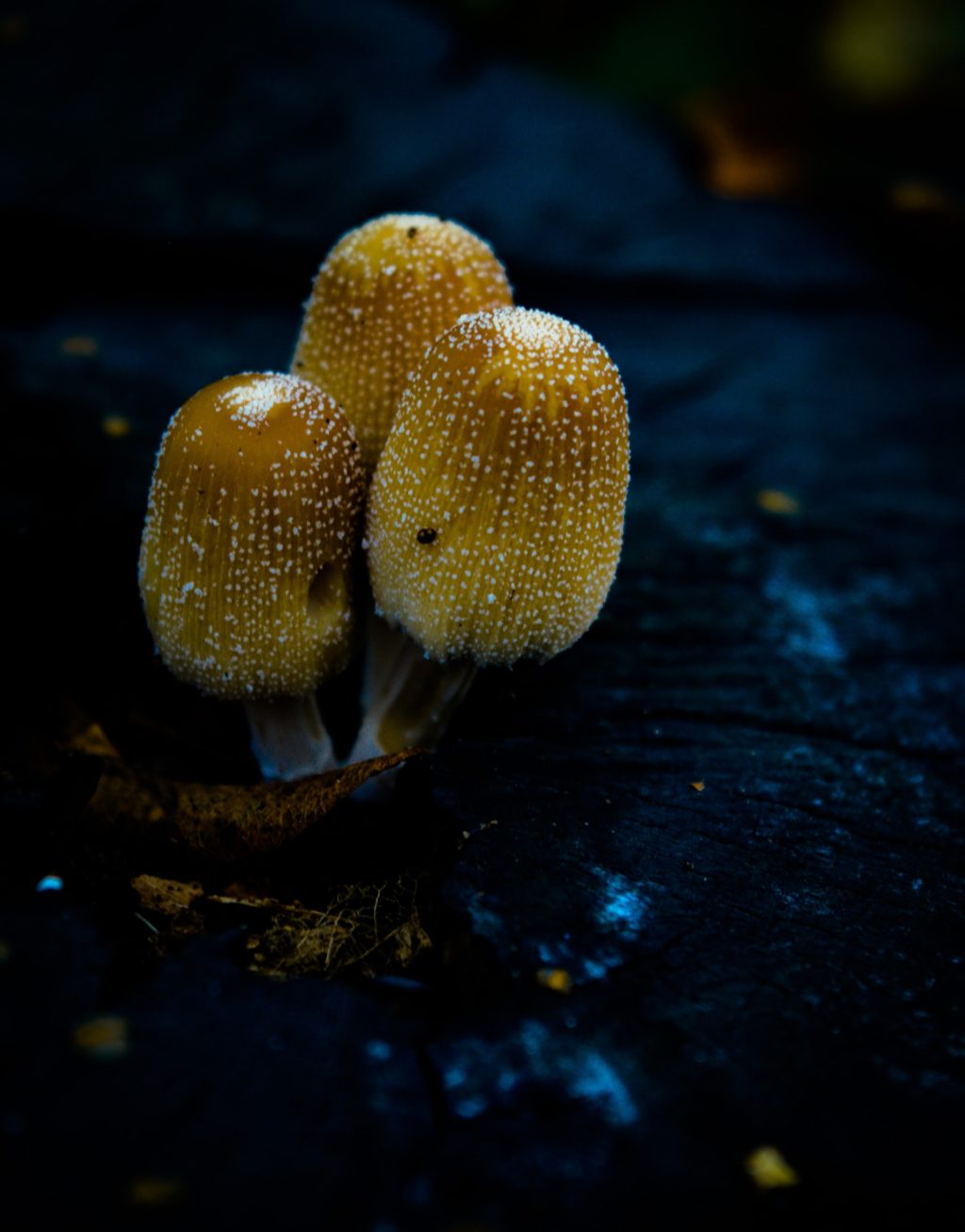mysterious yellow mushroom