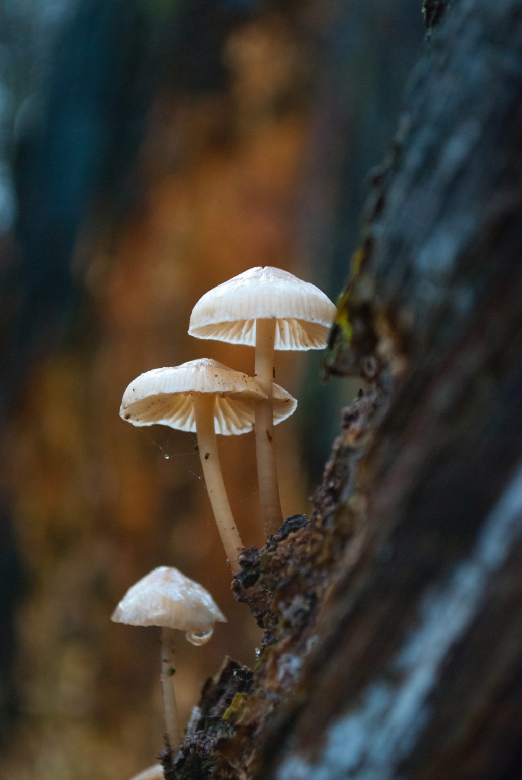 delicate bright mushrooms