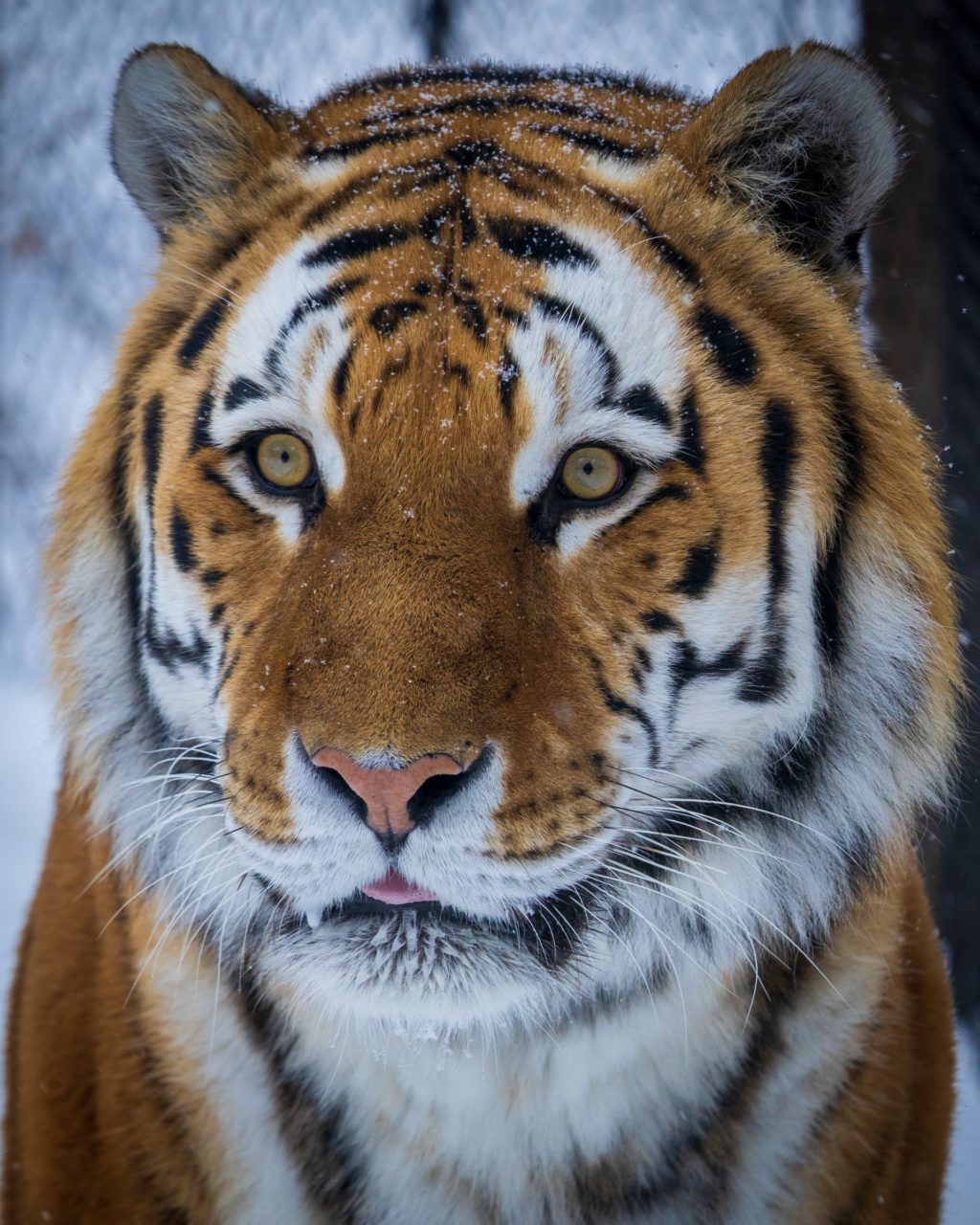 tiger in snow portrait