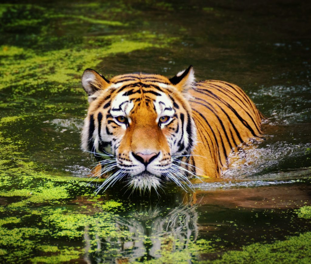 tiger taking a bath