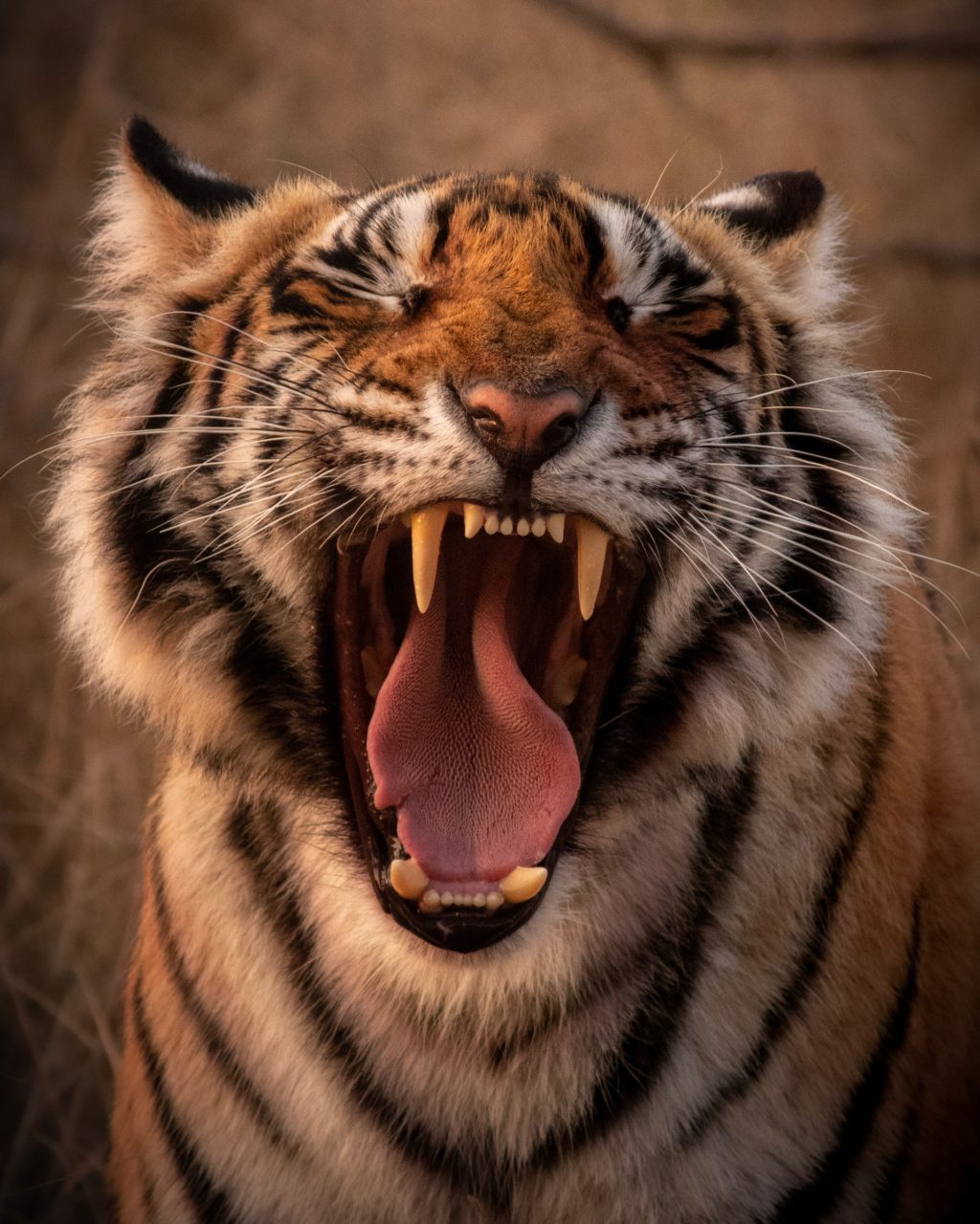 tiger closeup
