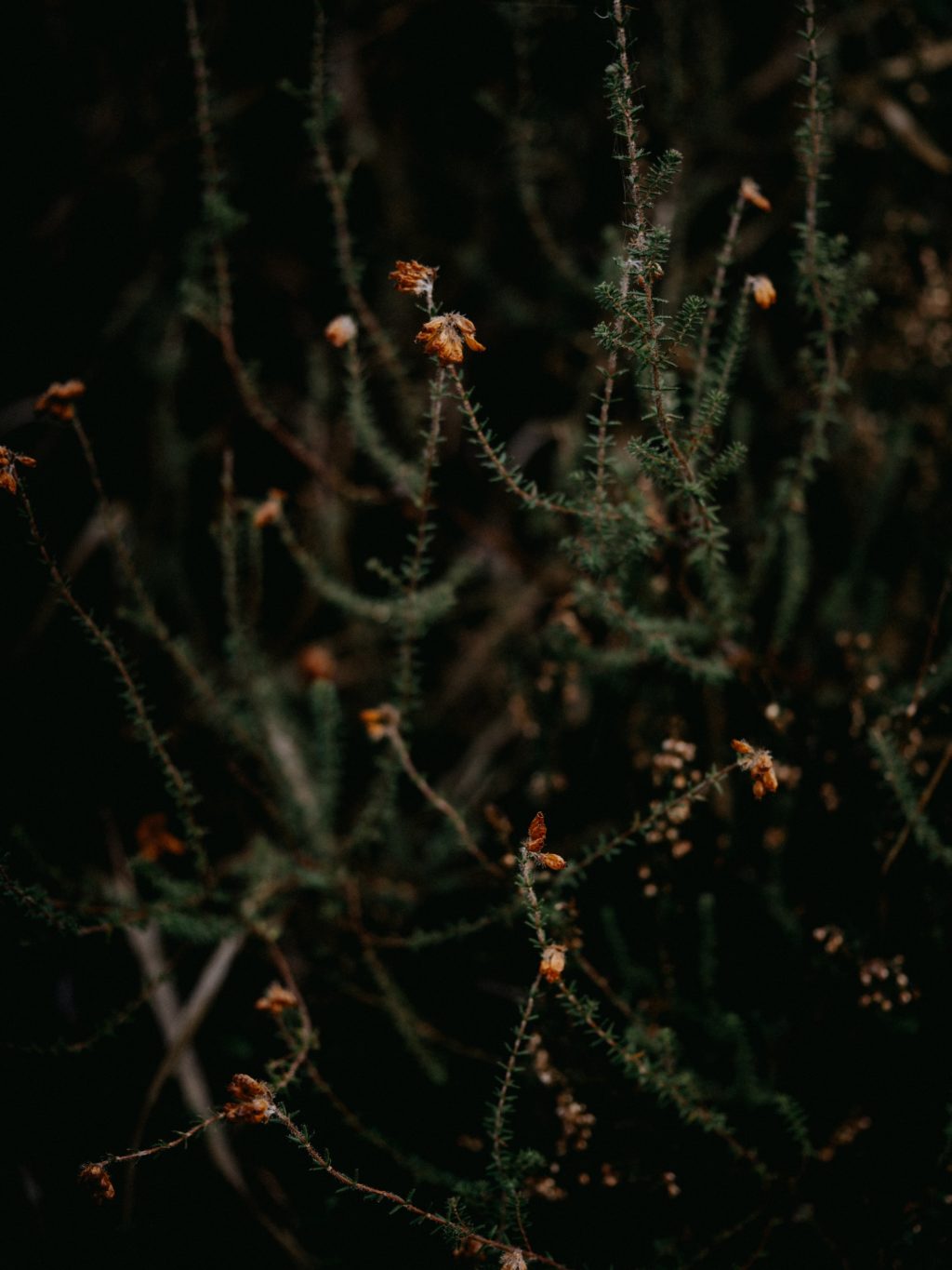 dark moody flora photography