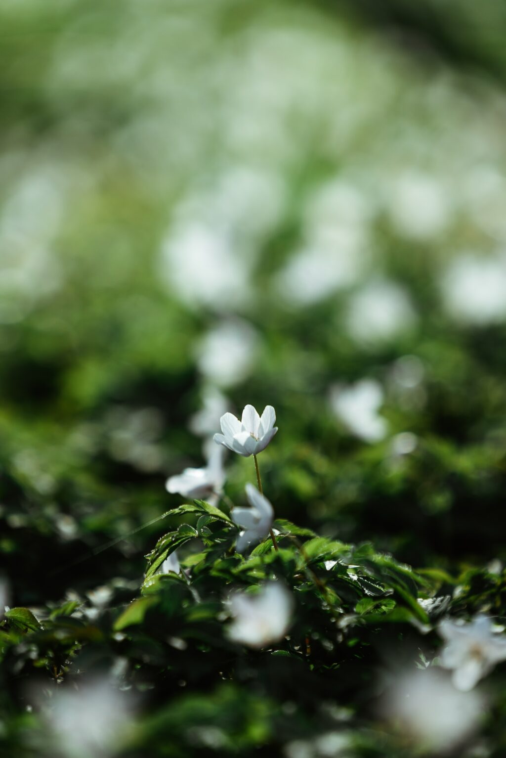 green background small white flowers