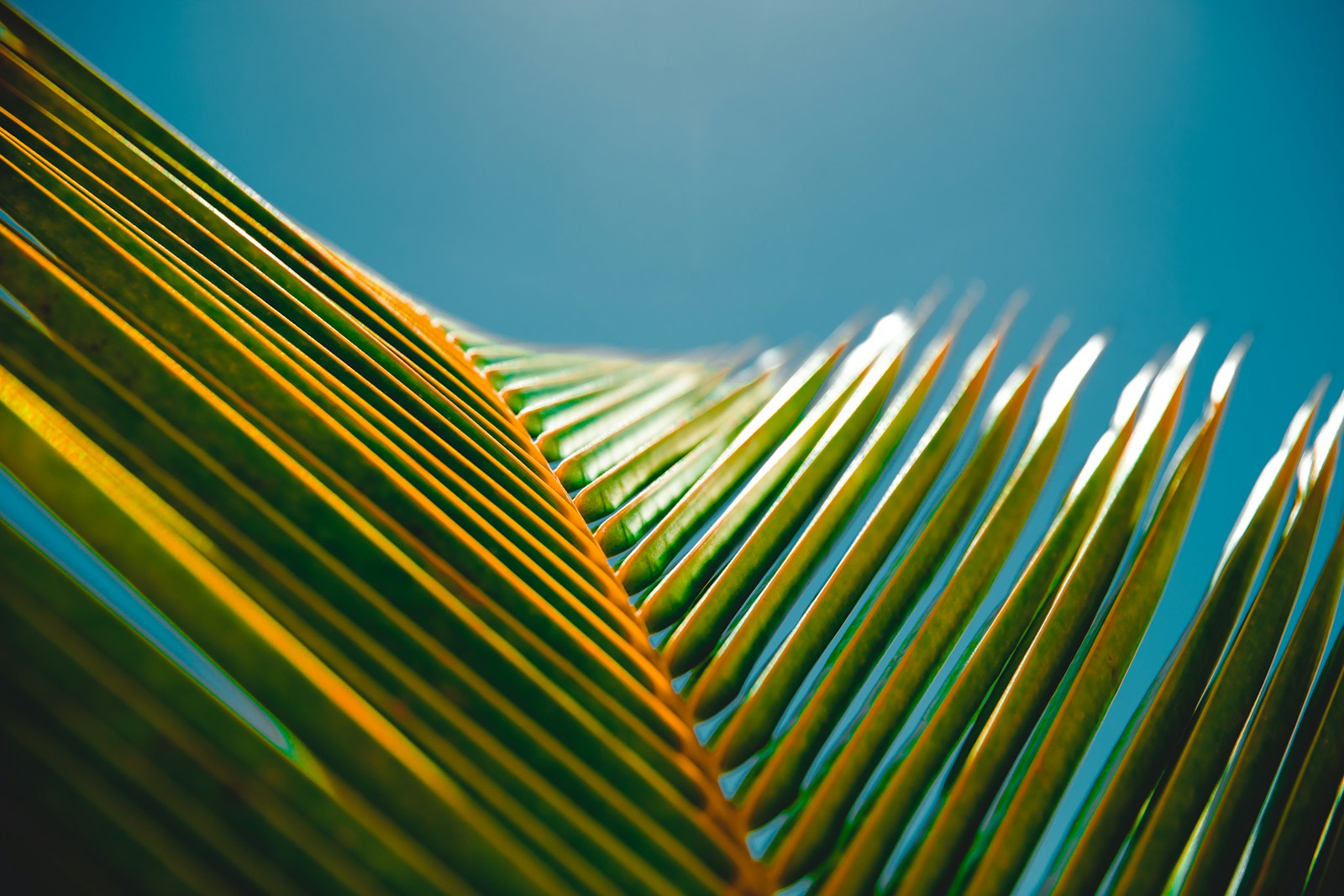 palm frond