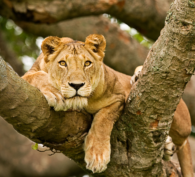 tree climbing lion in uganda