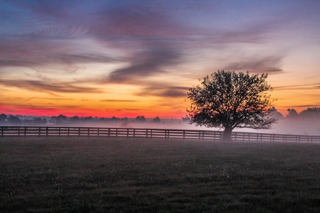 tree meadow fog foggy