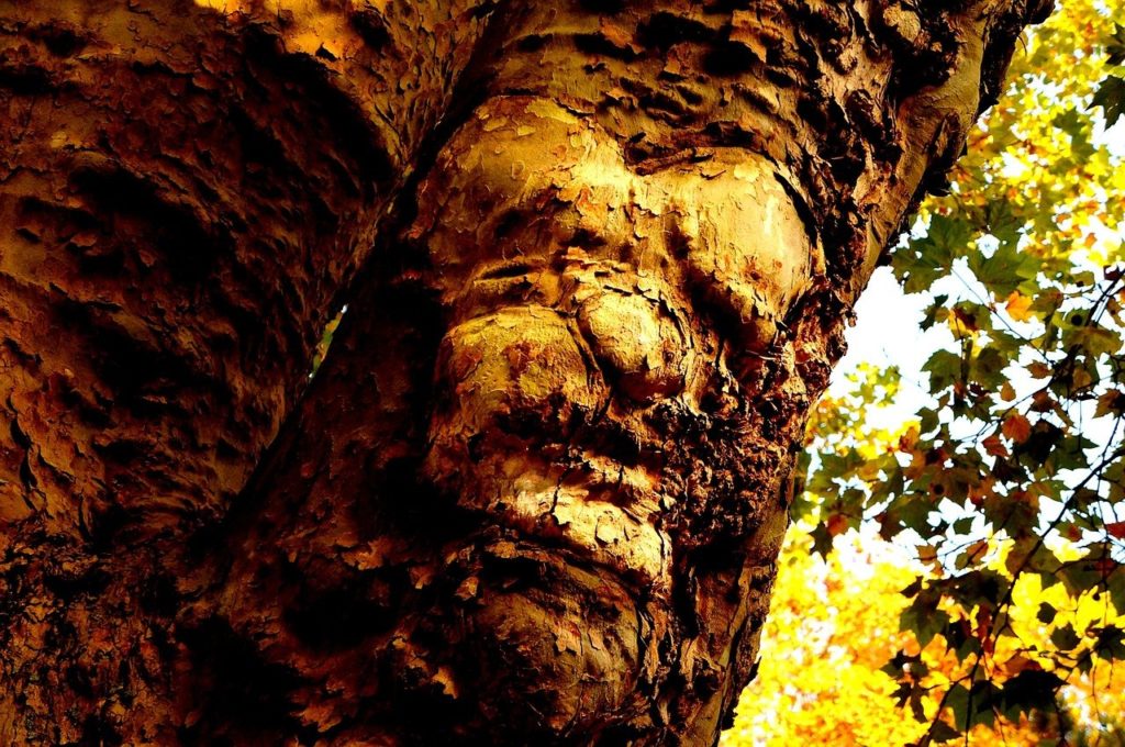 Pareidolia in bark