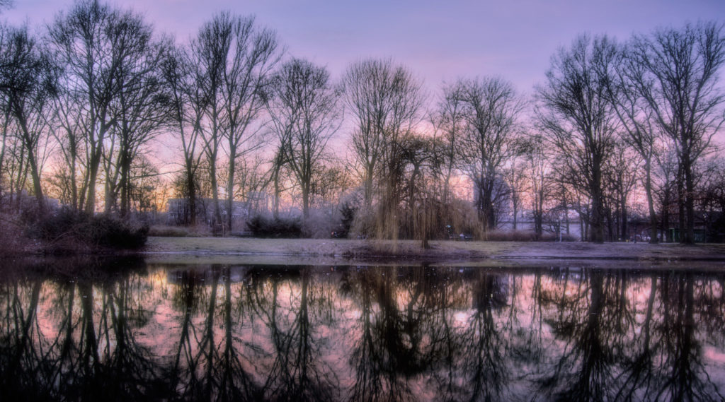 trees in winter