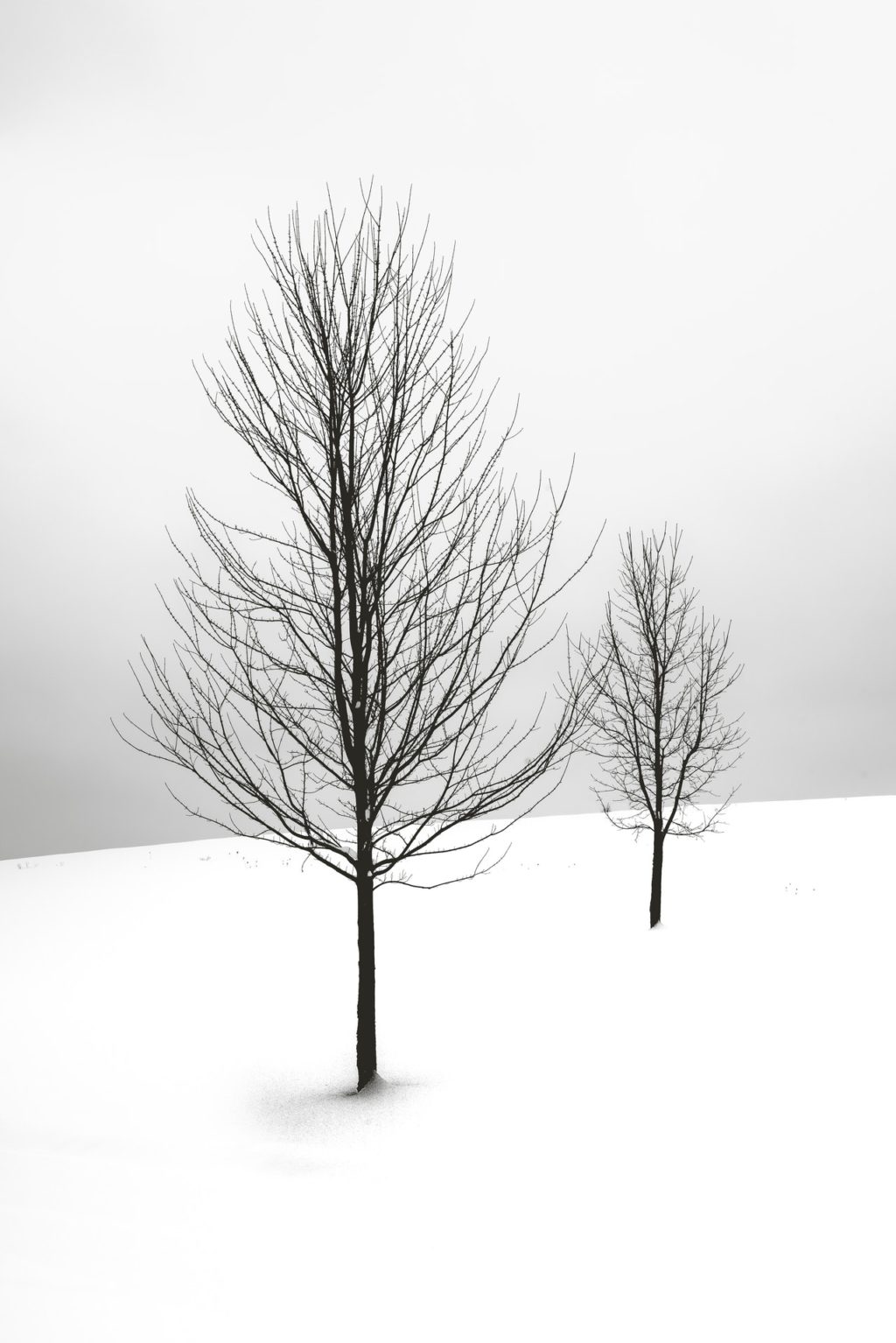 two bare trees