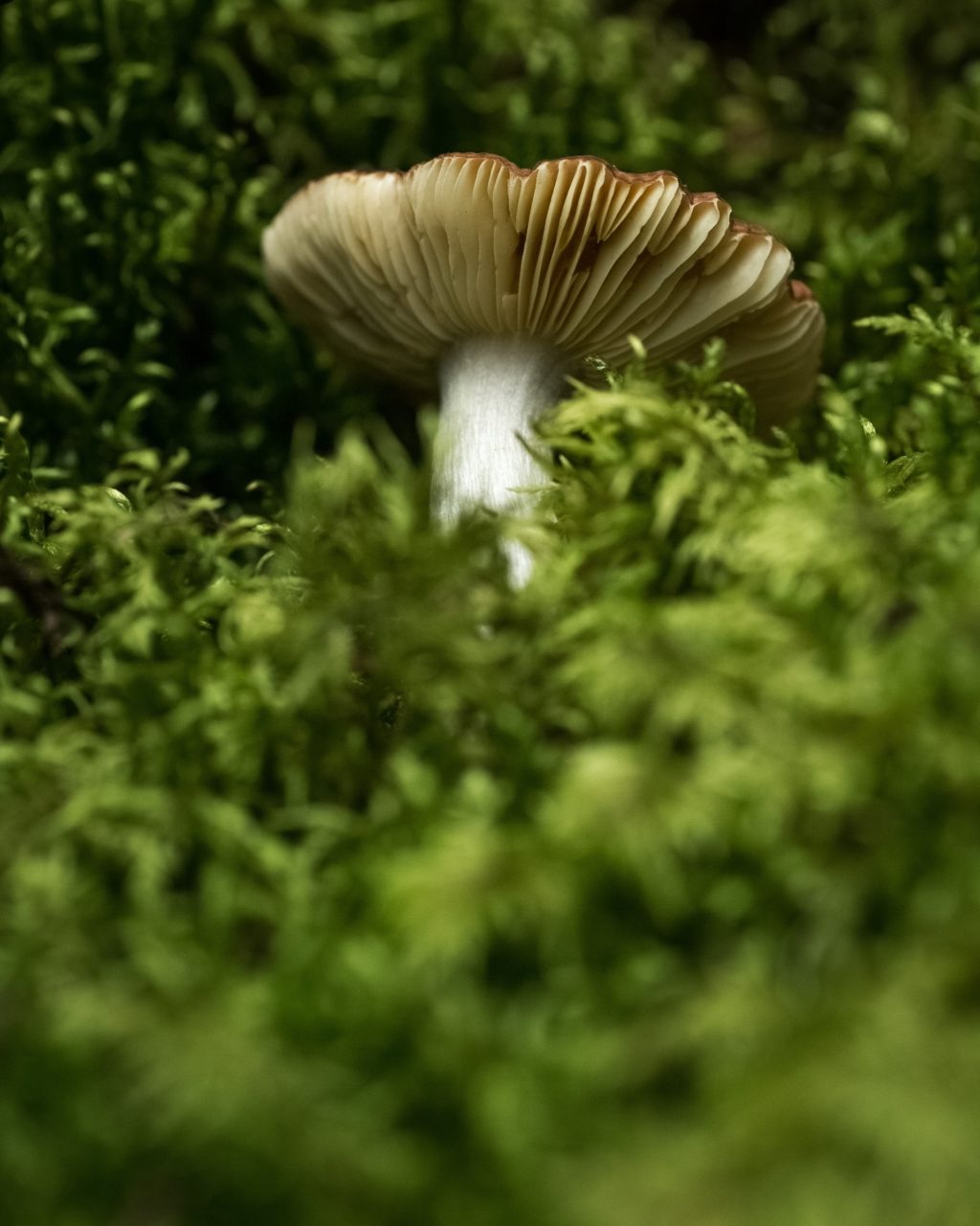 mushroom green background