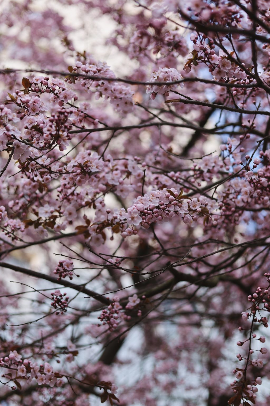 blooming trees cherry