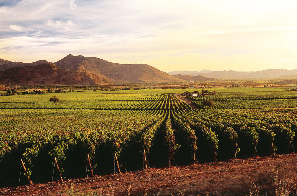 vineyard
