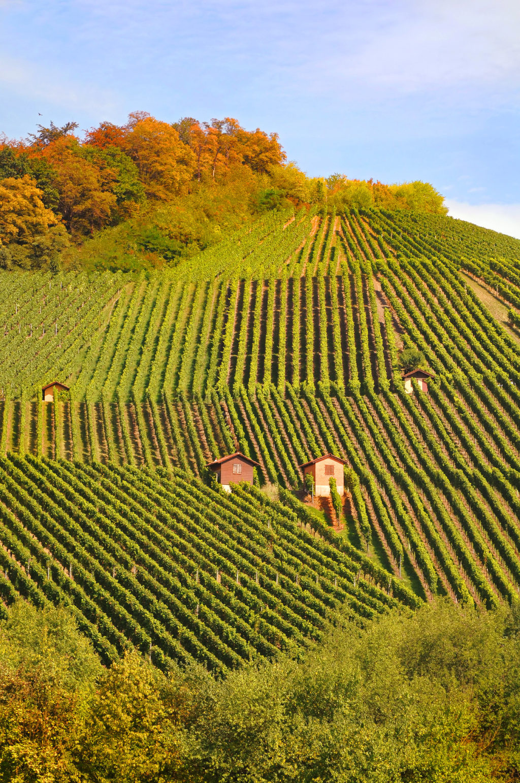 vineyard