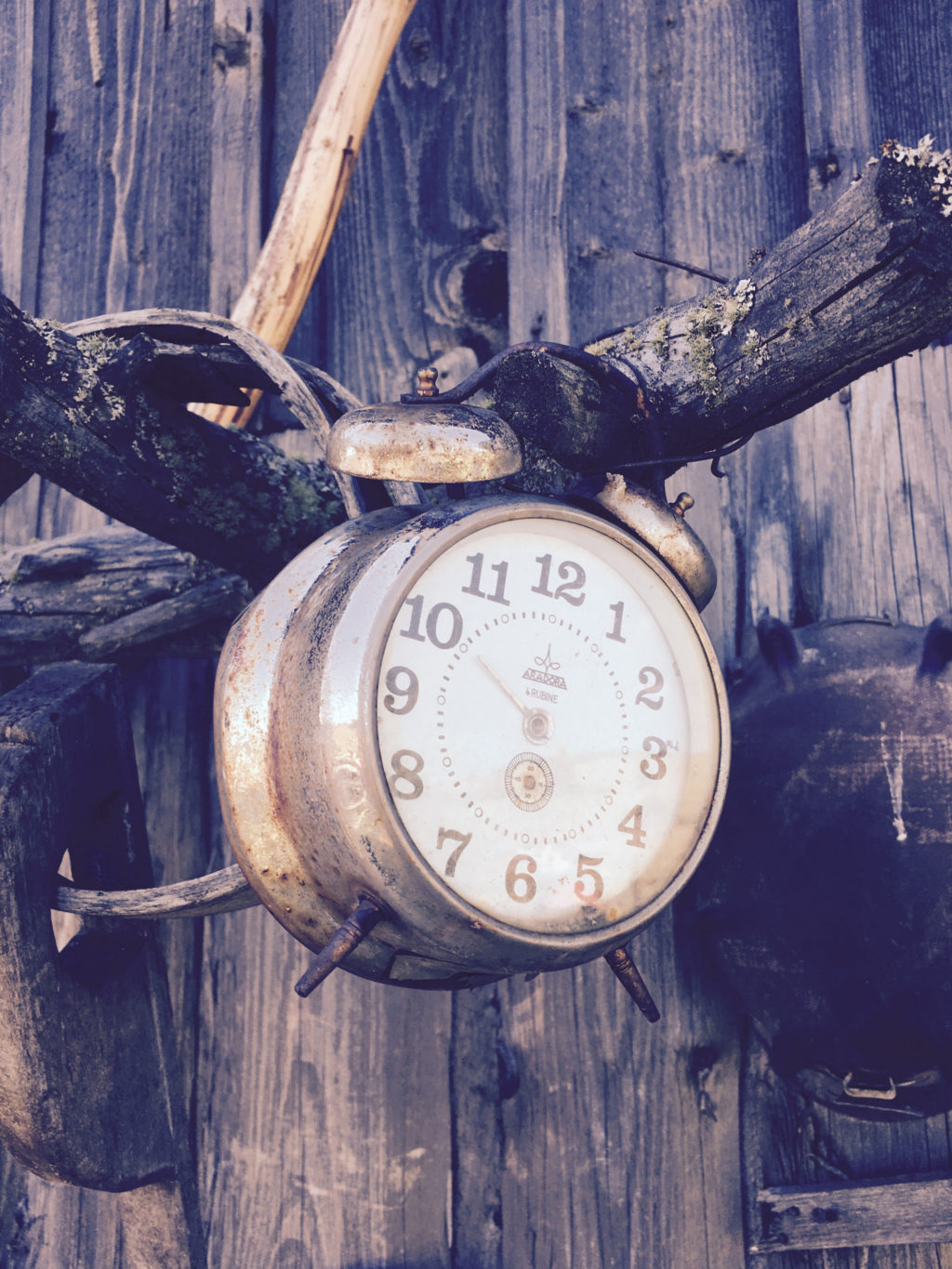 alarm clock hanging on branch