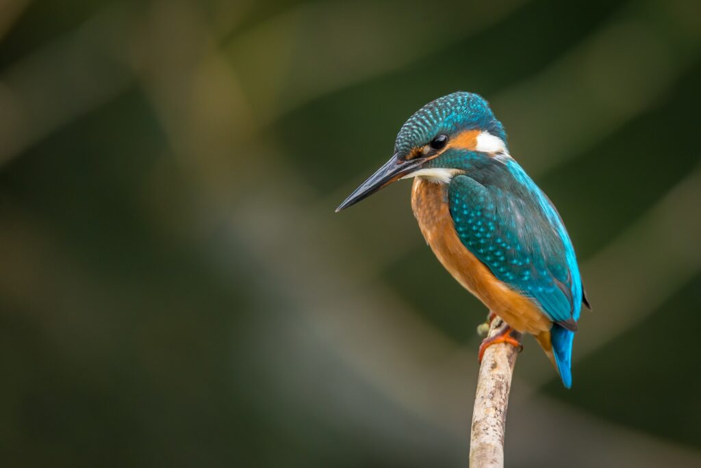 selective focus photography of blue kingfisher