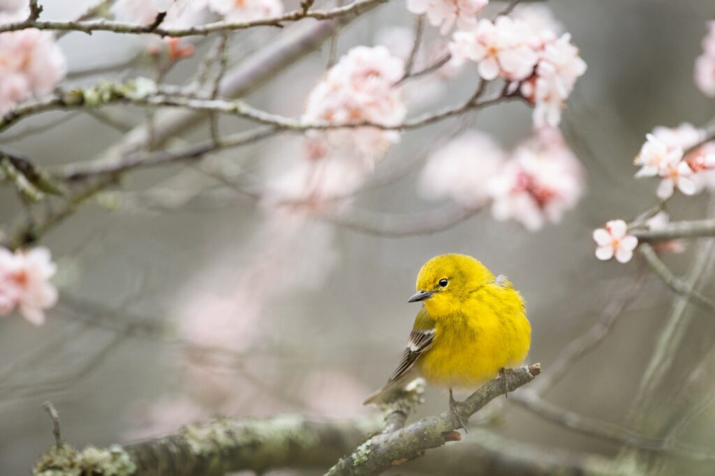 cute yellow bird