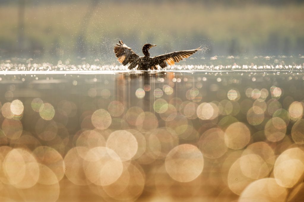 water bird bokeh