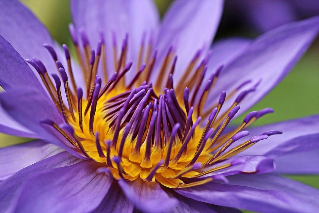 water lily