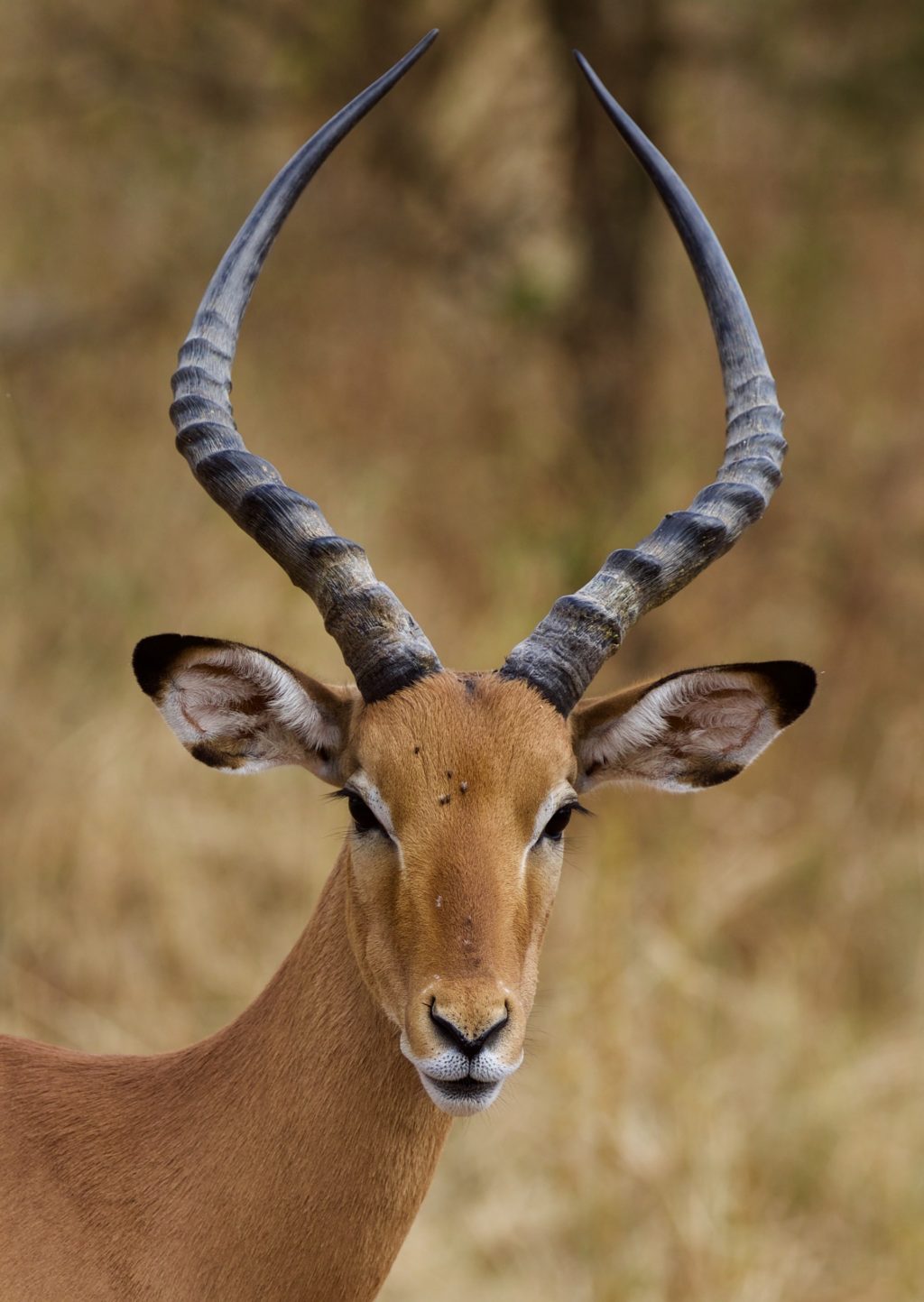 gazelle wildlife portrait
