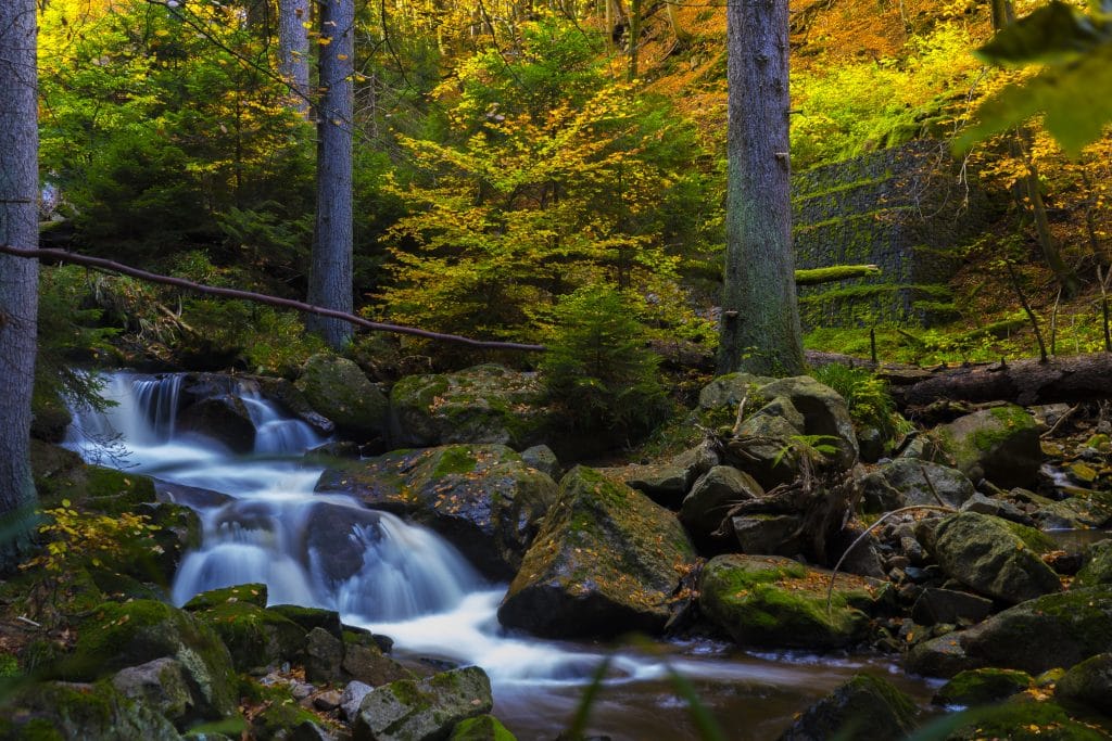 Fall in the forrest with waterfall