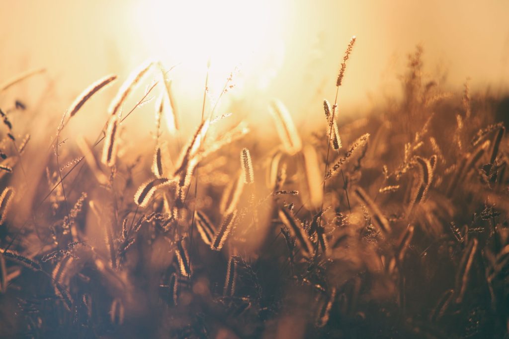 wheat field at sunset