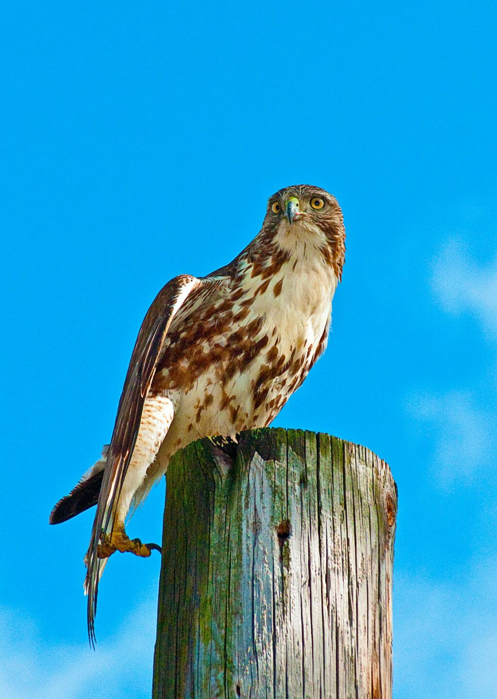 bird wildlife photography