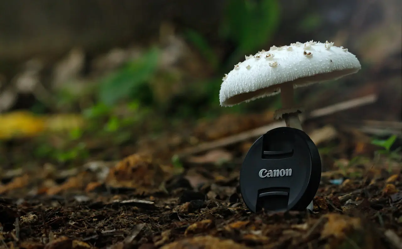 white button mushroom with black canon camera zoom lens