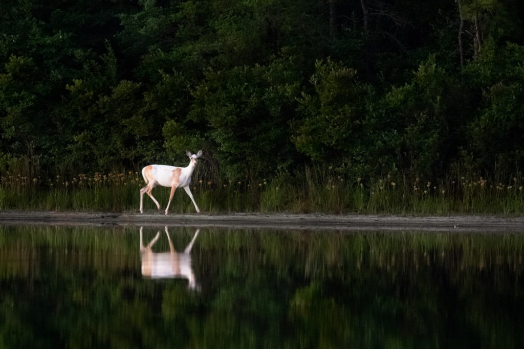 wildlife photography