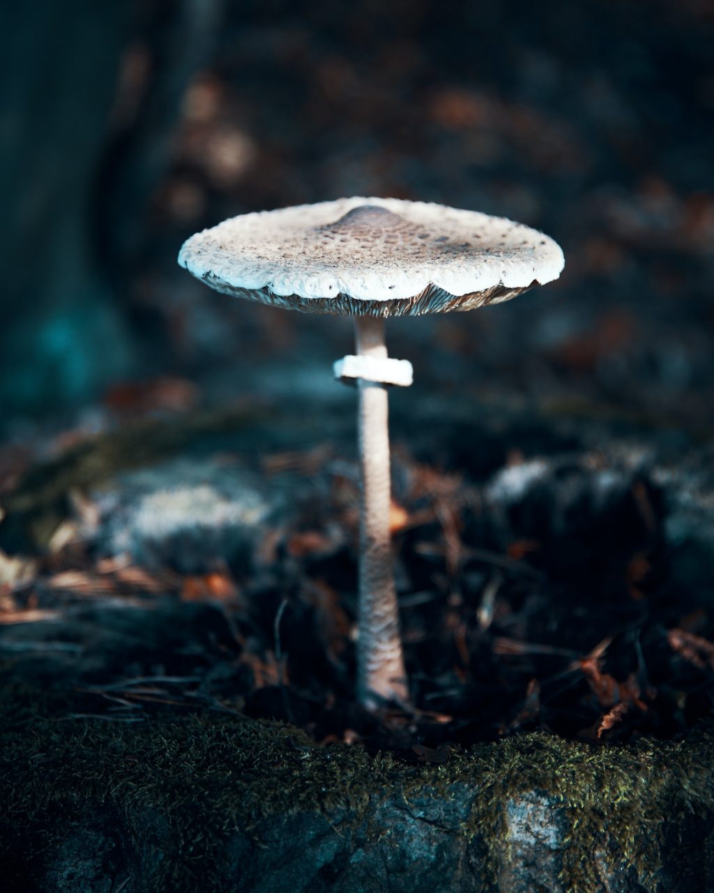 white mushroom on a blue background