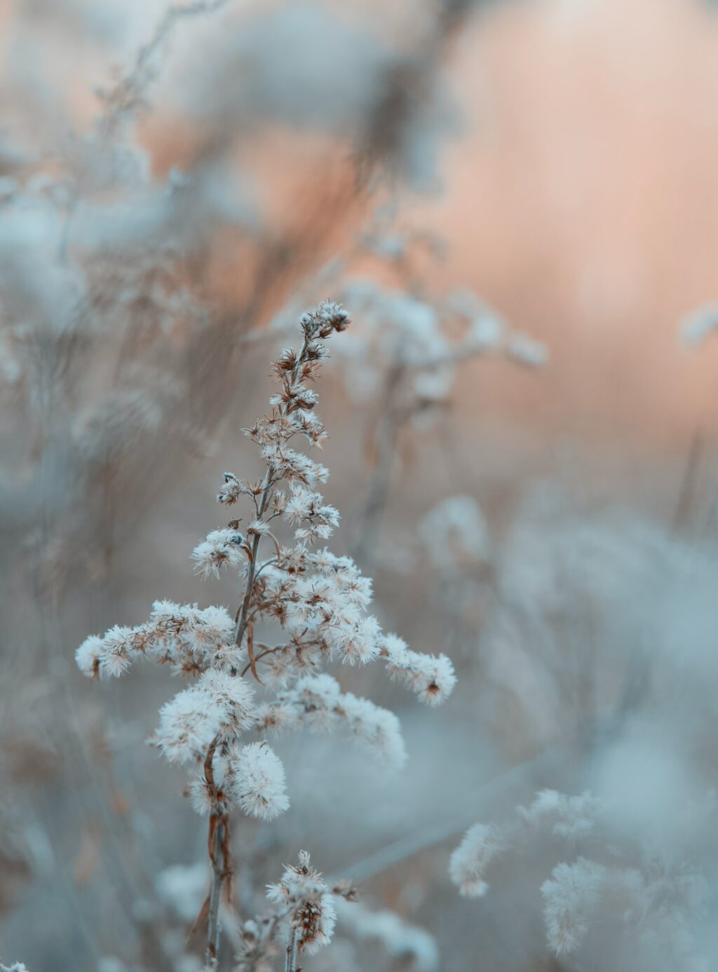 shallow depth of field flower