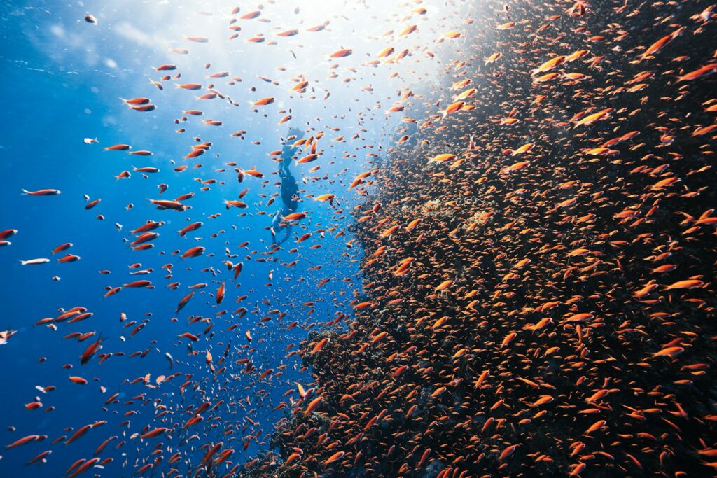 a large group of fish swimming in the ocean