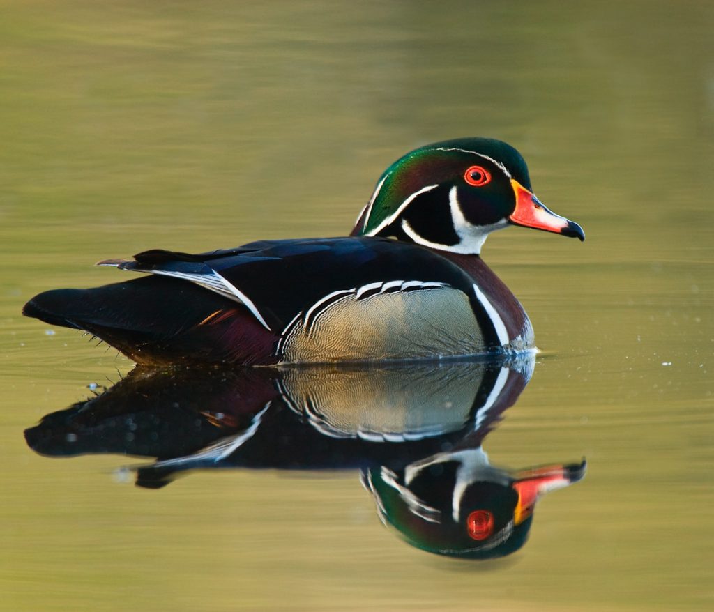 colorful duck