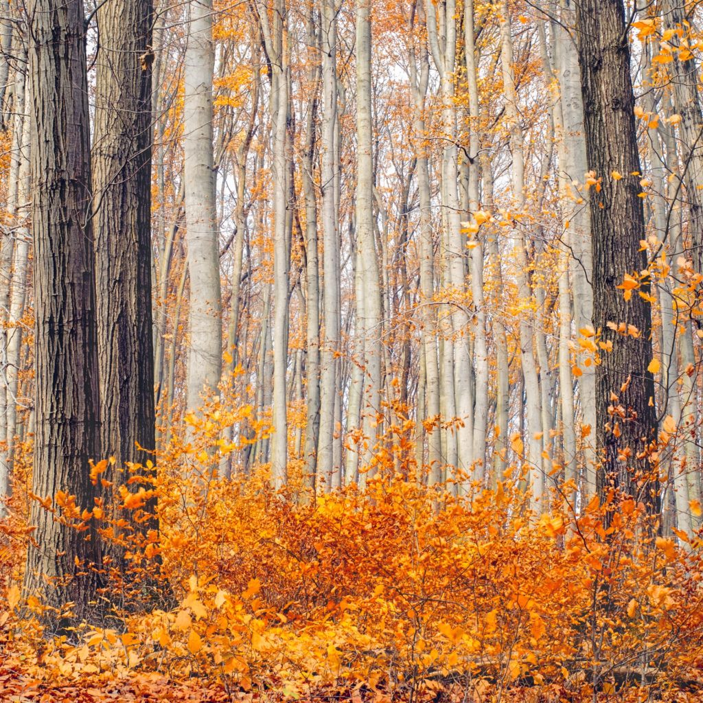 forest with birch trees