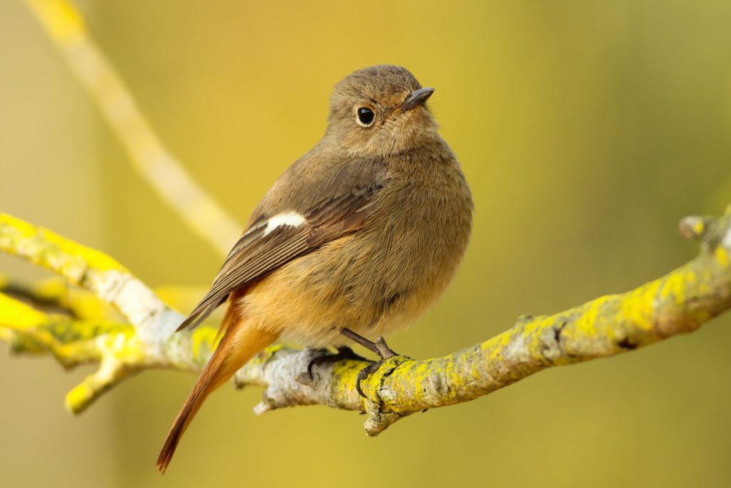 brown bird on a yellow branch