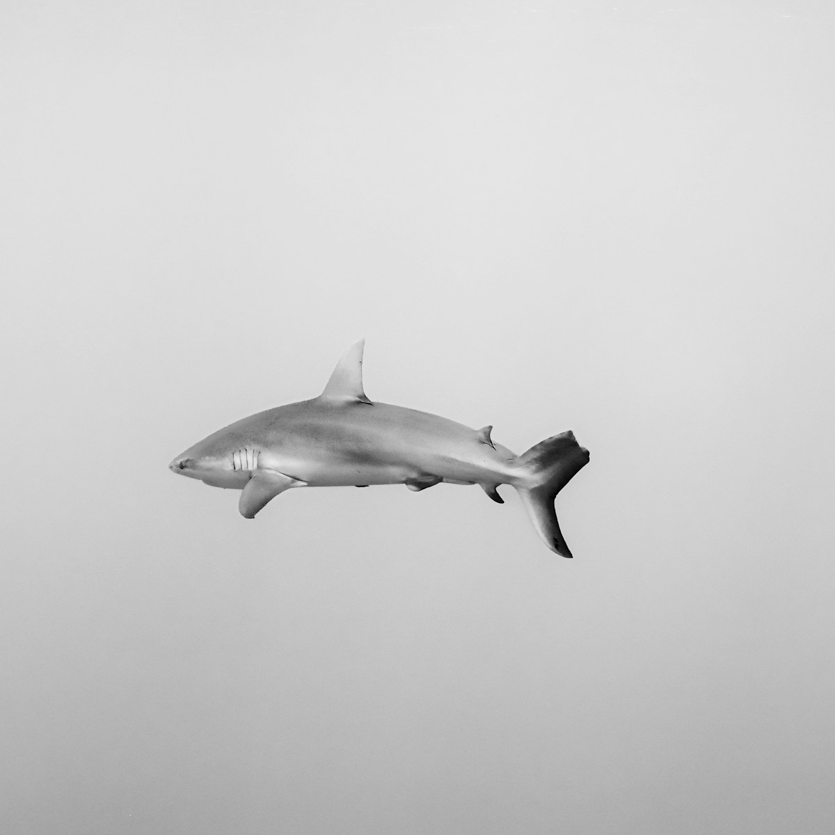 A black and white photo of a shark