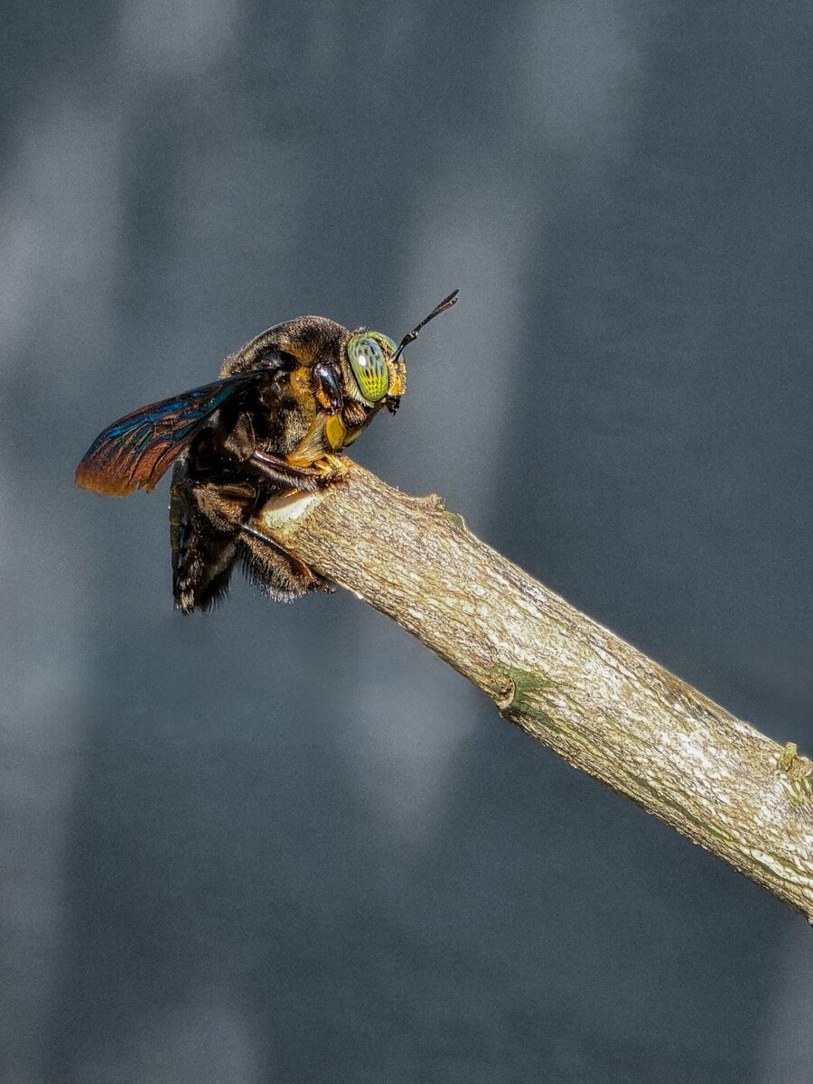 A carpenter bee rests on a dry branch.