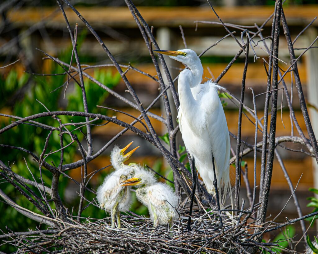 a couple of birds standing on top of a nest