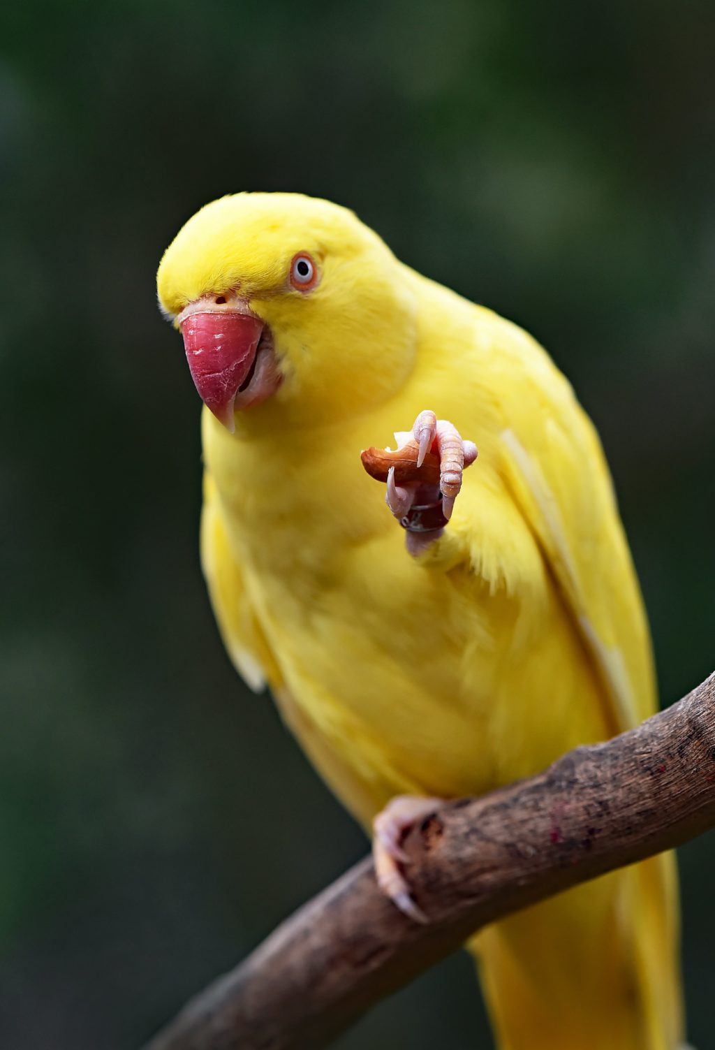 cute yellow bird