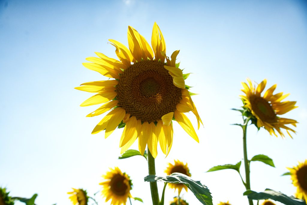 sunflower sunny 16 rule