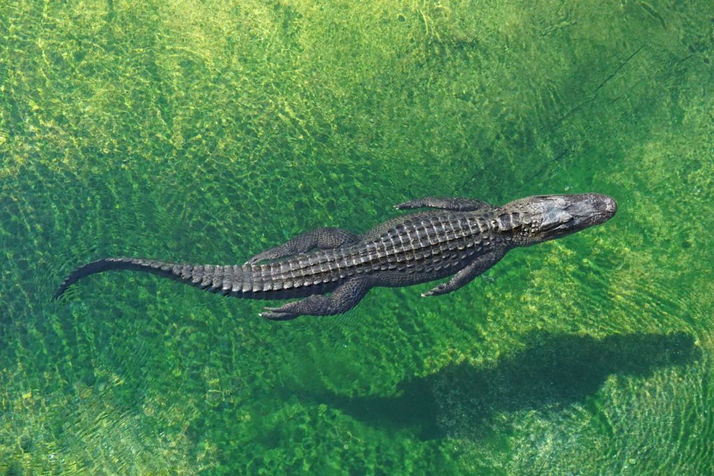 crocodile in body of water