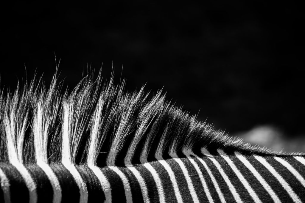 black and white zebra