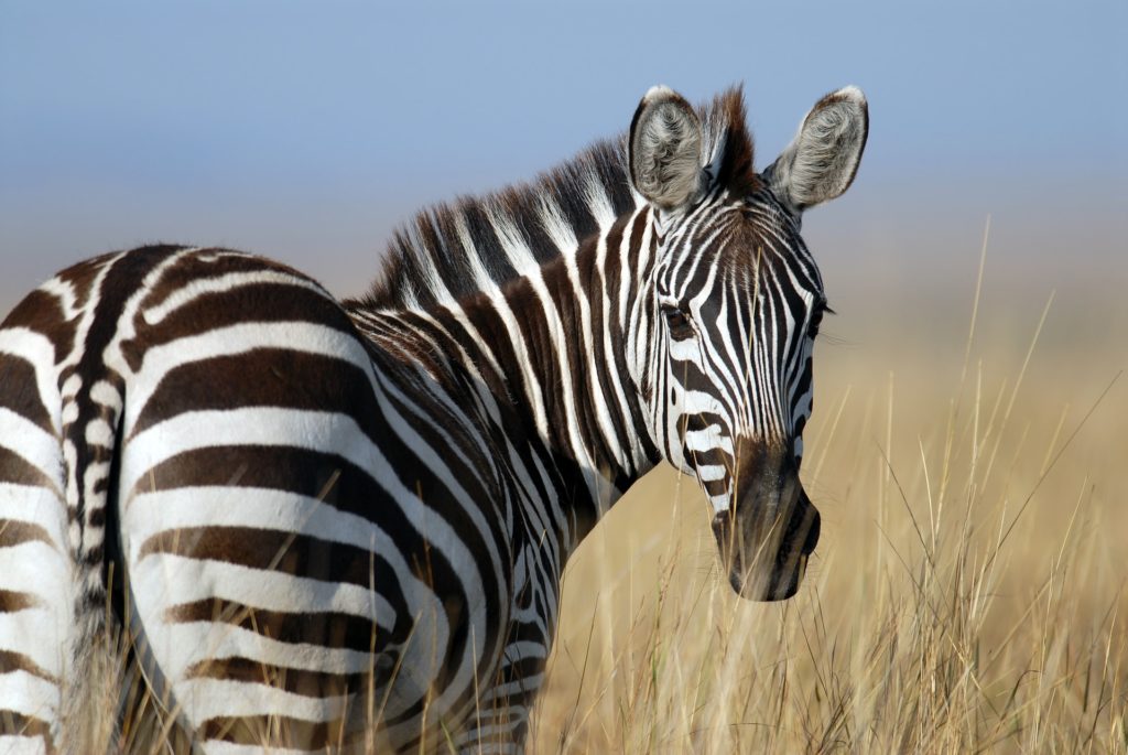 zebra portrait