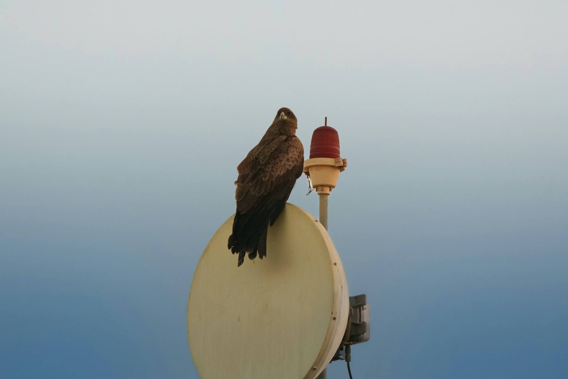 Technology and natural elements photography example